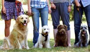 Dogs With Owners At Obedience Class