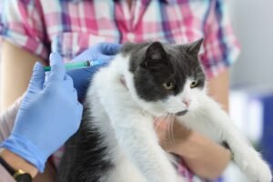 A sick cat in veterinary hospital