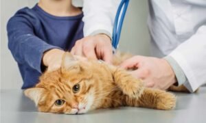 A vet cheking up cat health 