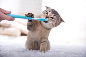 Owner trying to brush kitten 