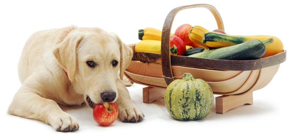 Labrador Golden Retriever eating an apple