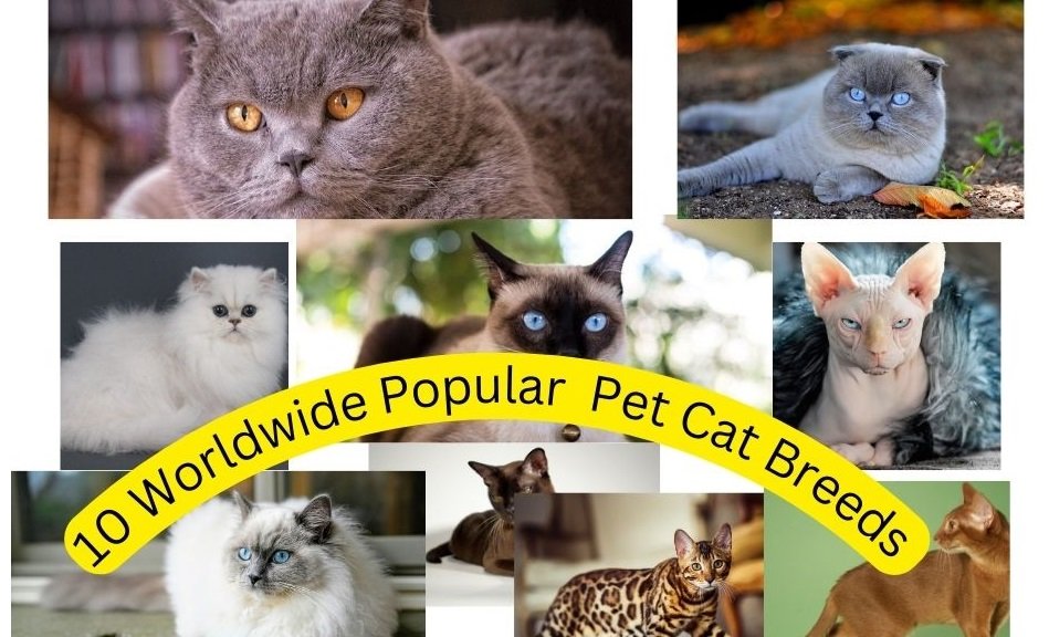 10 Worldwide Popular Pet Cat Breeds Guide 2024