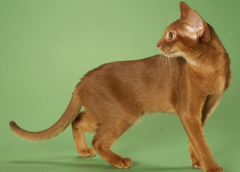 Abyssinian: The Playful Explorers