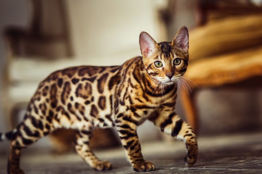 Bengal: The Wild at Heart 