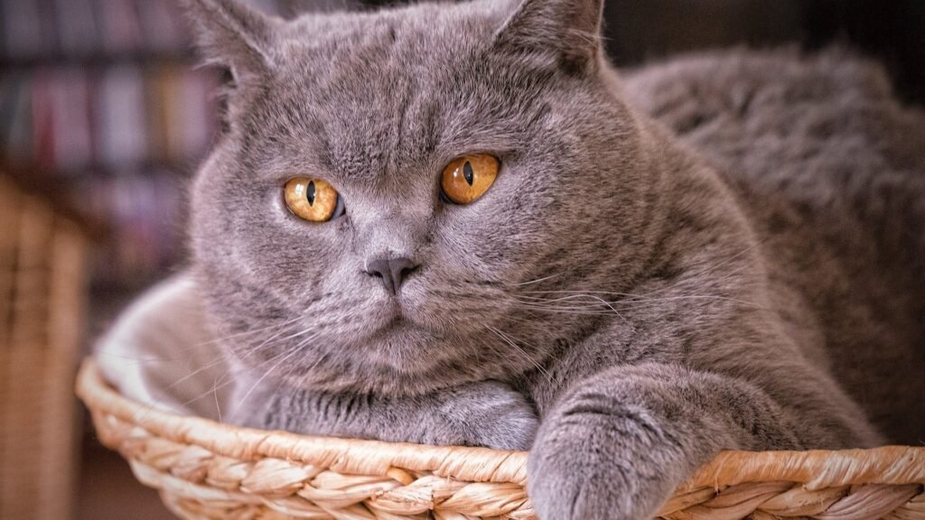 British Shorthair: The Charming Couch Potato 