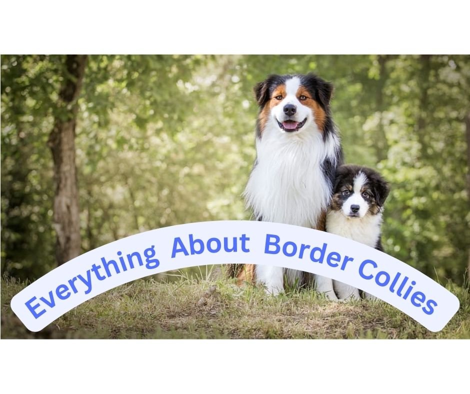 Everything You Need to Know About Border Collies
