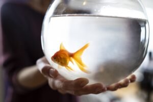 Pet Fish in bowl