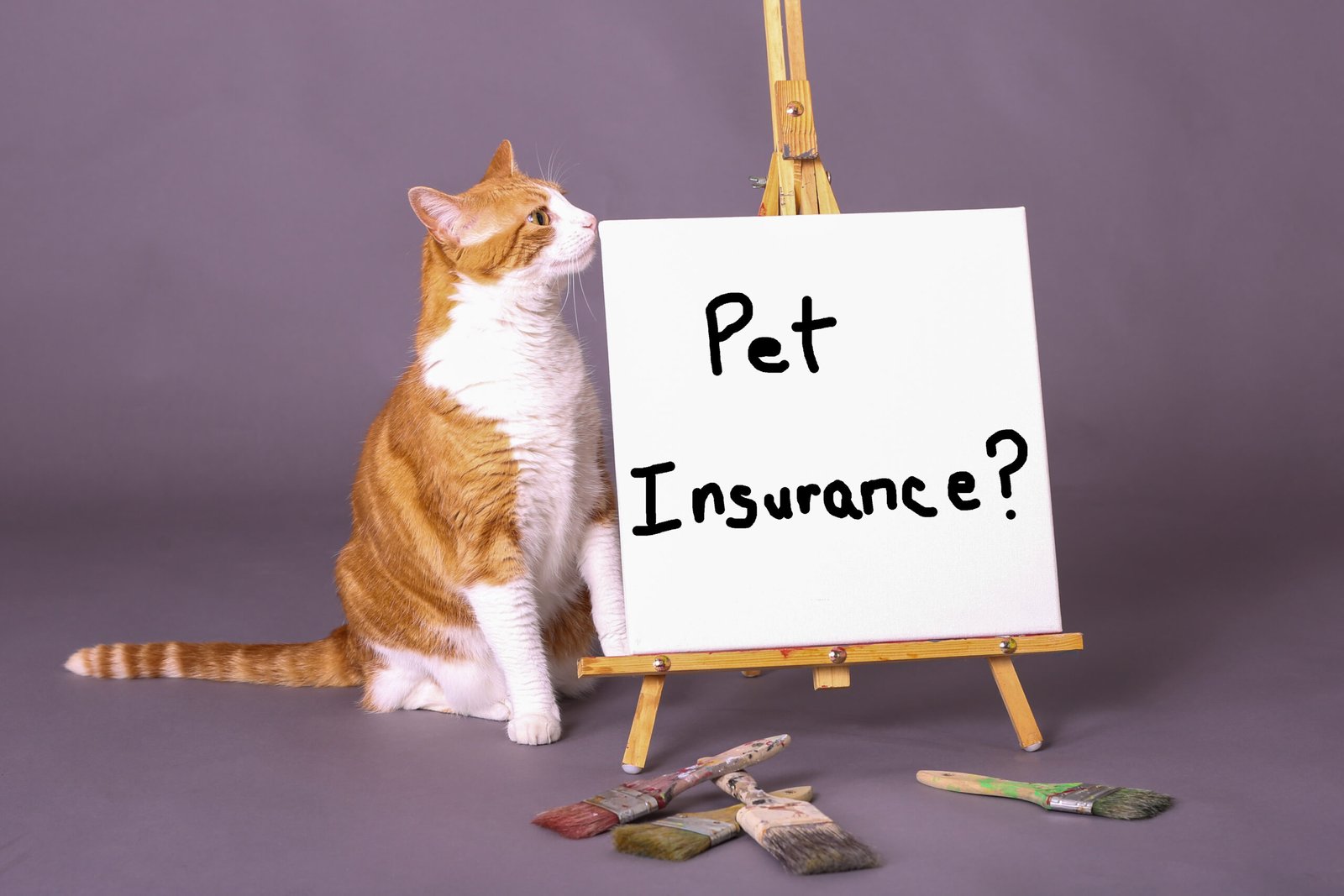 Pet Insurance