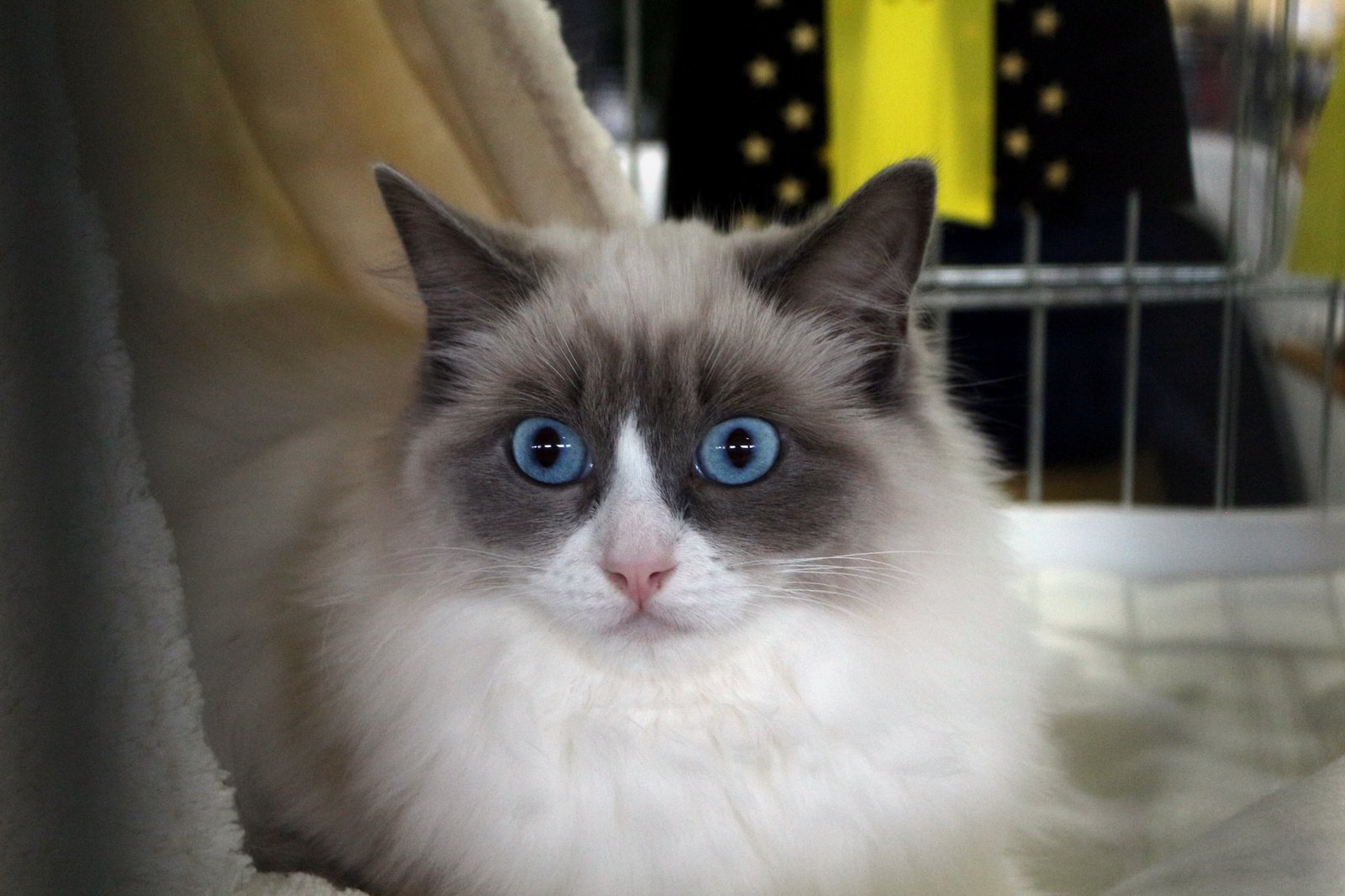 Ragdoll Cats