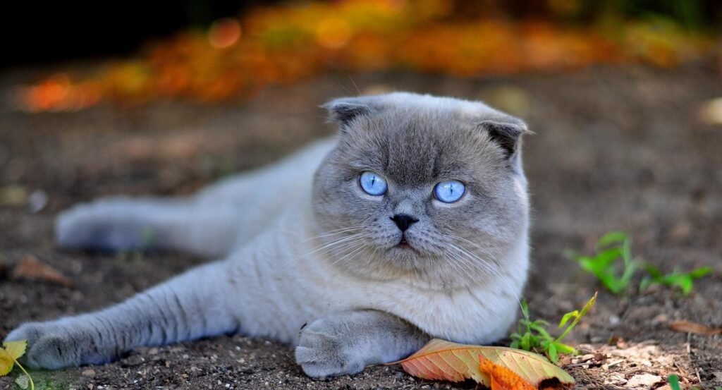 Scottish Fold: The Sweet and Folded Ears