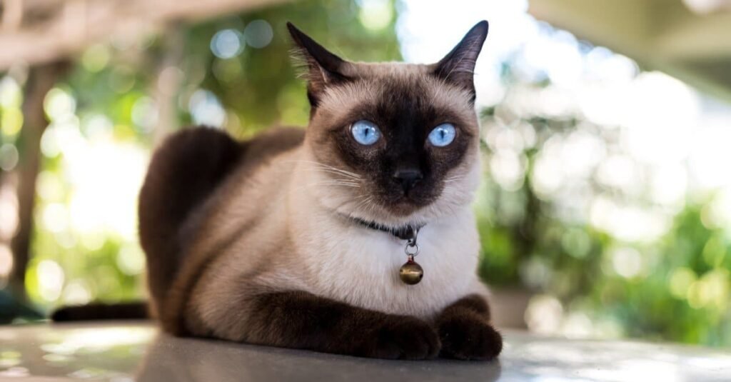 Siamese cat