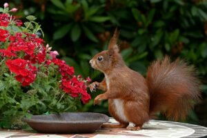 The Fascinating World of Squirrels