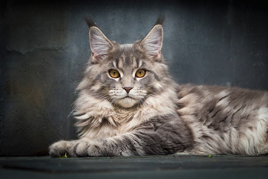 The Maine Coon: The Gentle Giants of the Cat World