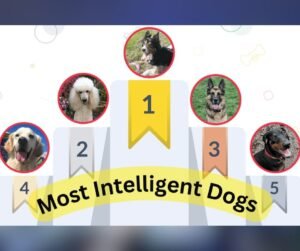 A Picture with title and photos of Top 5 Smartest and Most Intelligent Dogs in the World Thepetspedia