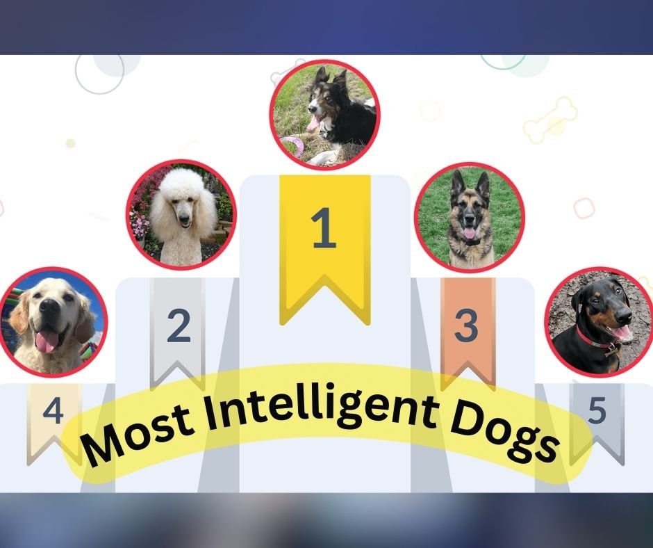 Top 5 Smartest and Most Intelligent Dogs in the World