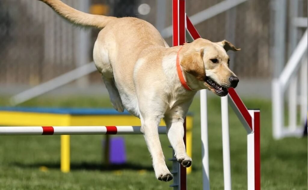 Labrador Retriever Practicing For Competition of Runing 