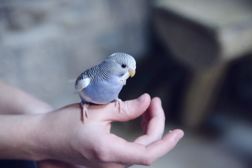 budgie