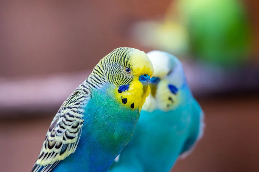 budgerigars