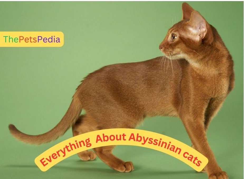 Everything You Need to Know About Abyssinian Cats