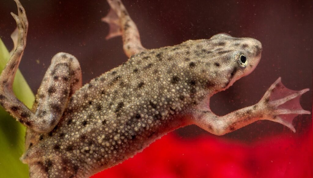 African Dwarf Frog