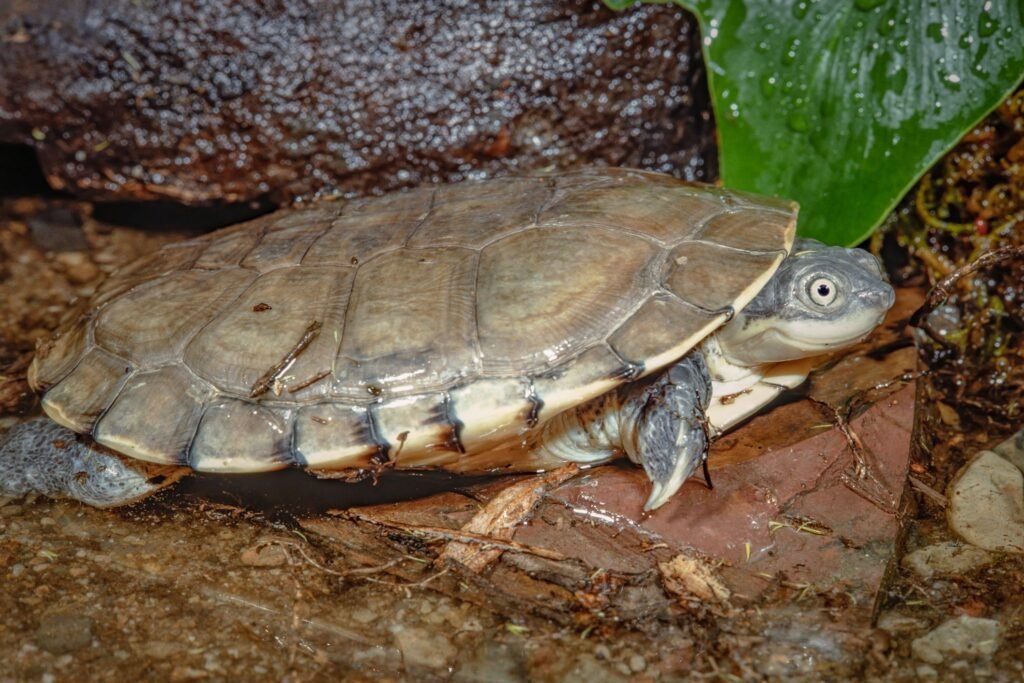 African Sideneck Turtle