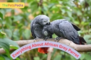 African grey parrot