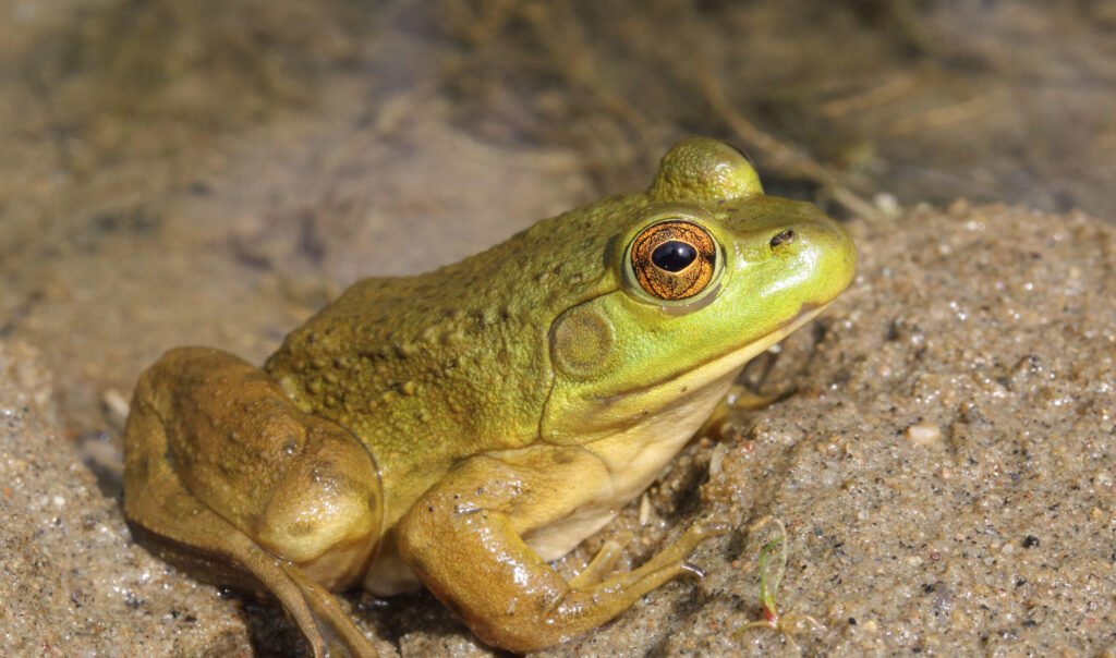 American Bullfrog