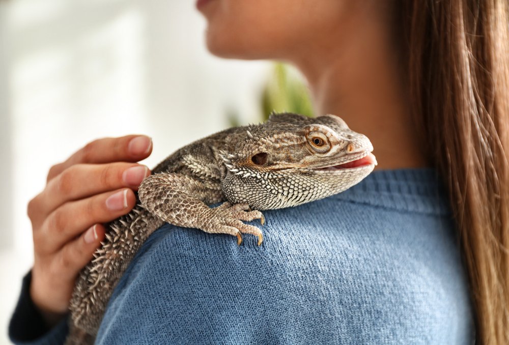 Bearded Dragon