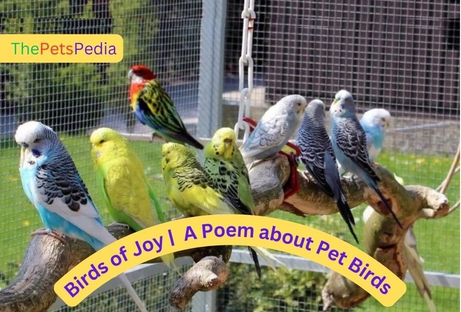 Birds of Joy A Poem about Pet Birds