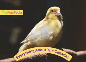 Canaries: The Beautiful and Cheerful Singing Birds