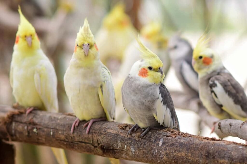 Cockatiels