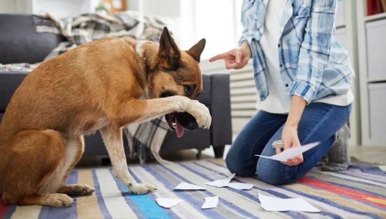 Common Dog Behavioral Issues