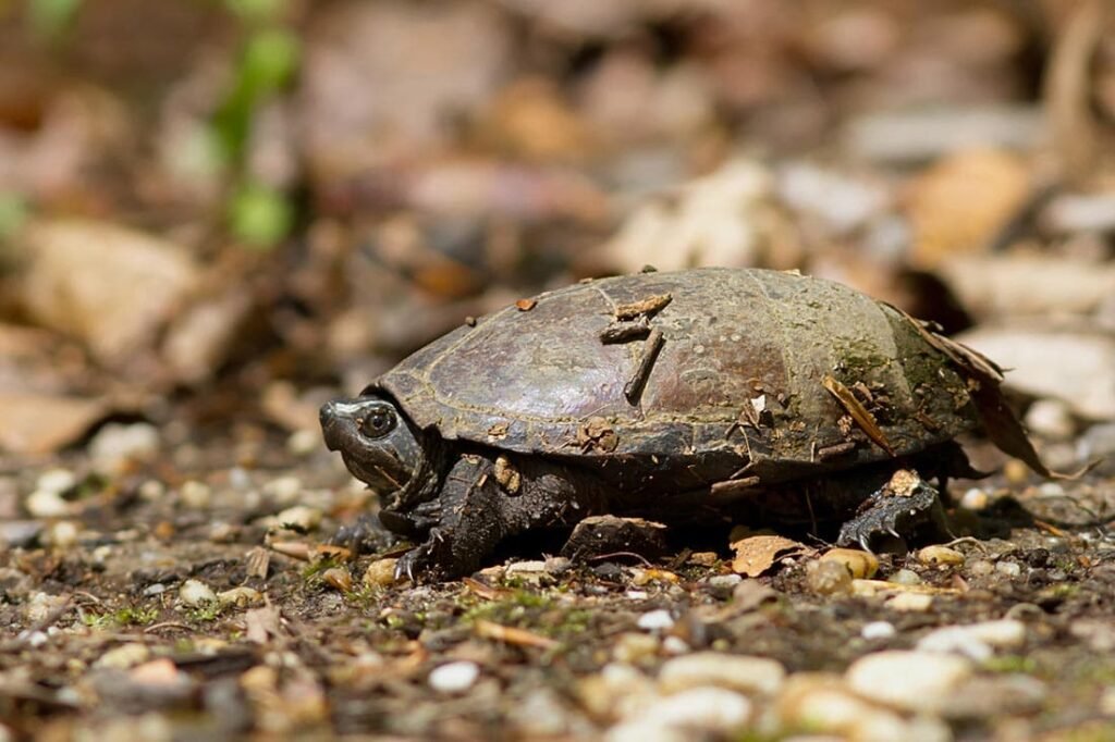 Common Musk Turtle