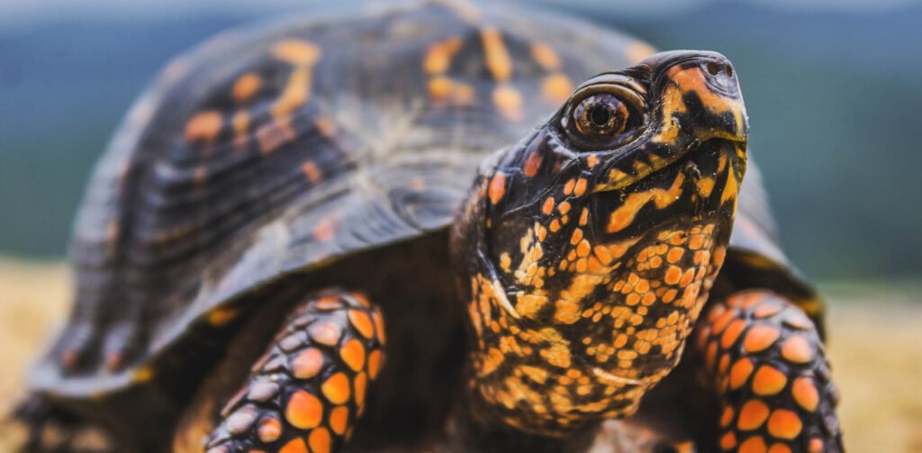 Eastern Box Turtle