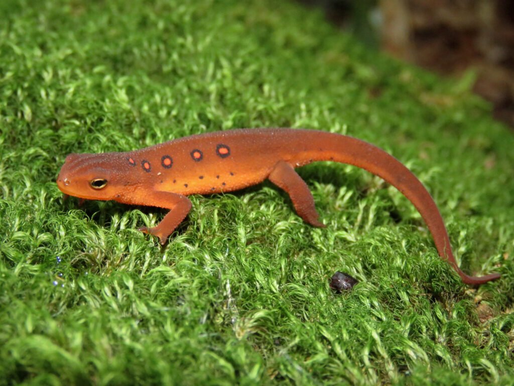 Eastern Newt