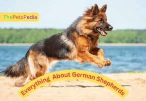 Everything About German Shepherds