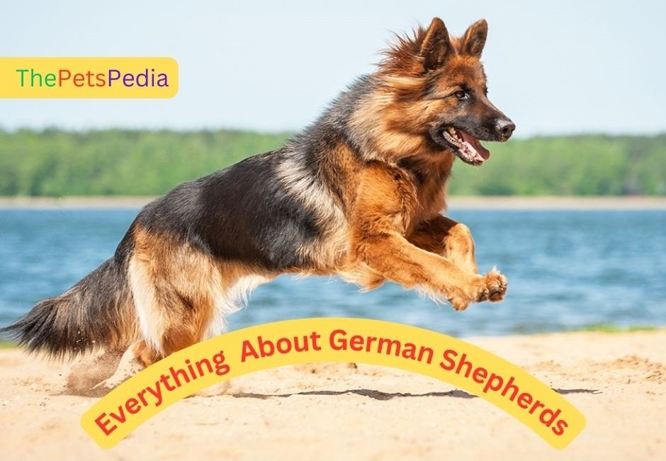 Everything About German Shepherds