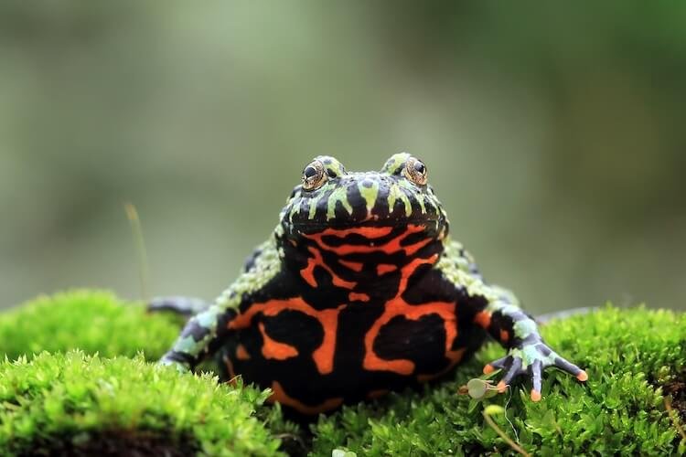 Fire-Bellied Toad