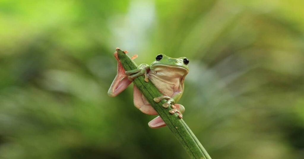 Green Tree Frog