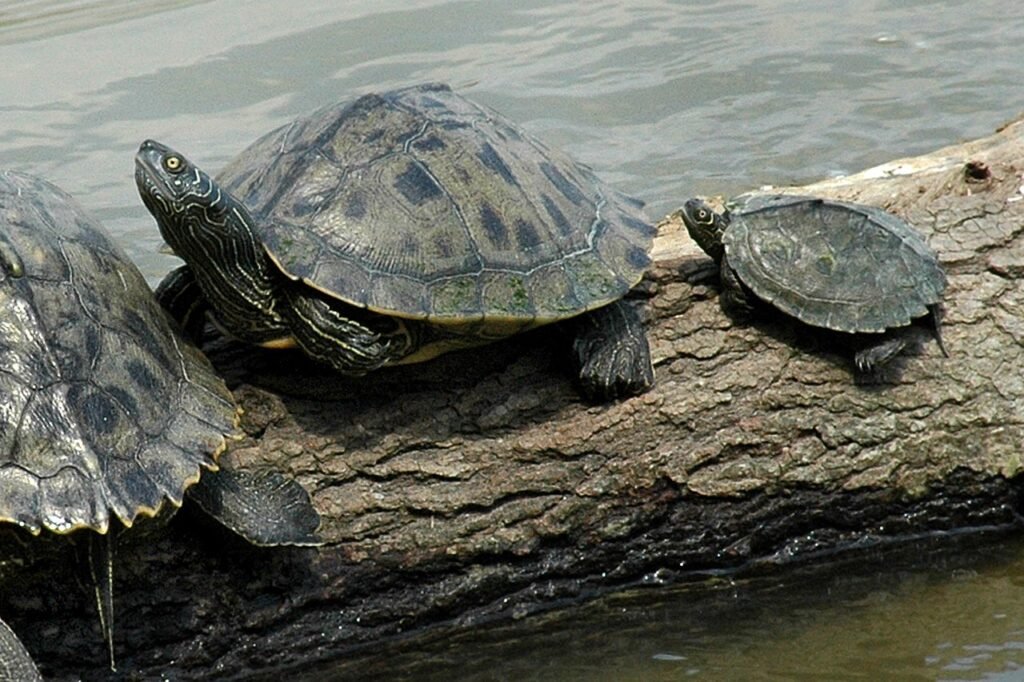 Mississippi Map Turtle