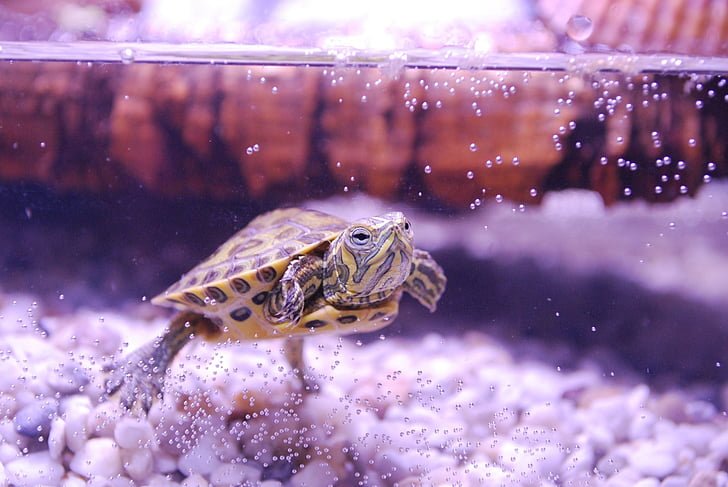 Pet Turtle under water