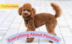 Poodles