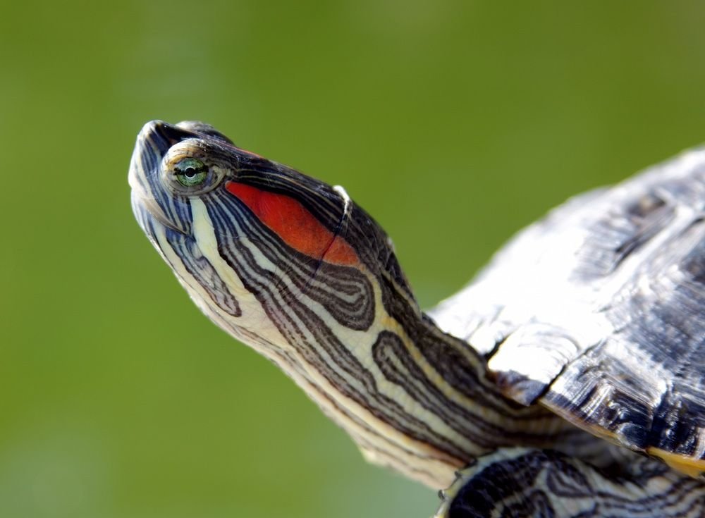 Red Eared Slider 