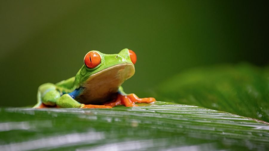 Red-Eyed Tree Frog