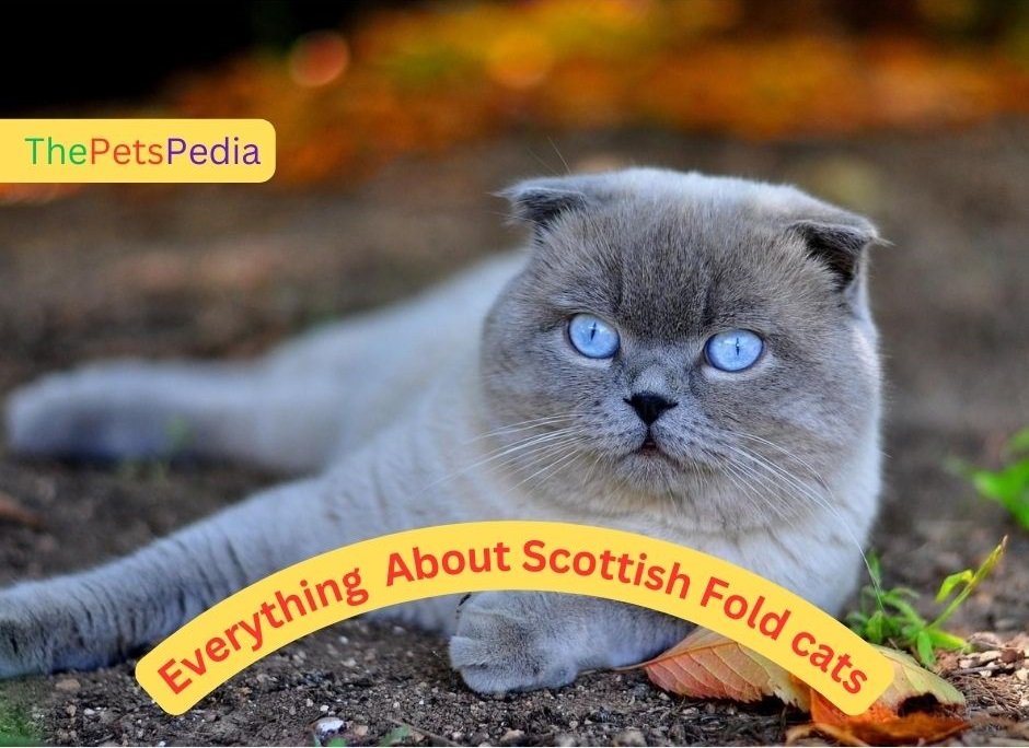 Everything You Need to Know About Scottish Fold Cats