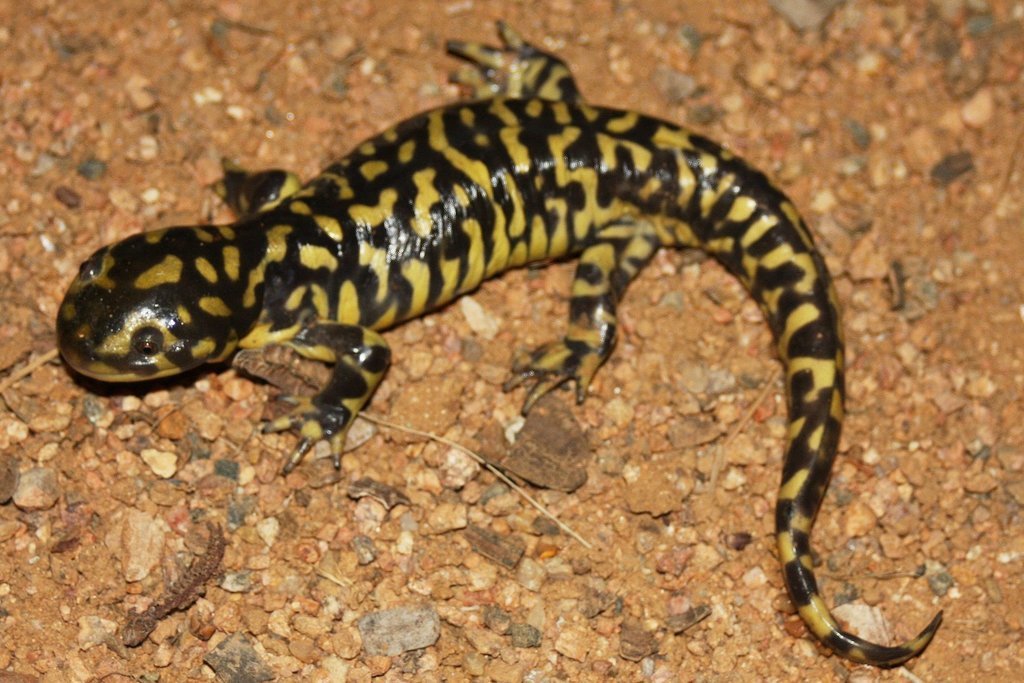 Tiger Salamander