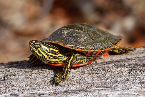 Western Painted Turtle