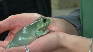 White's Tree Frog