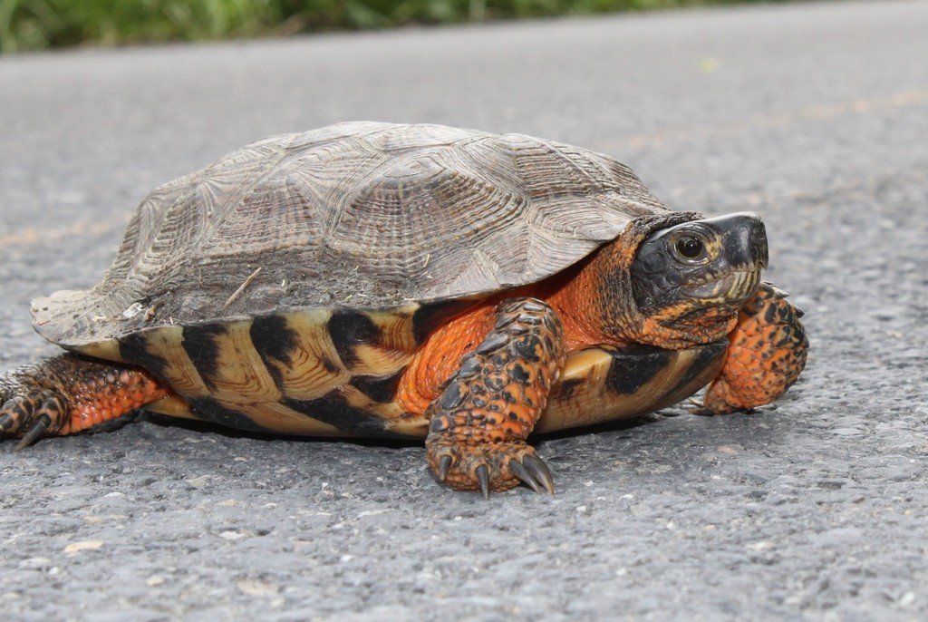 Wood Turtle