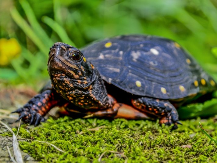 Yellow-Bellied Slider